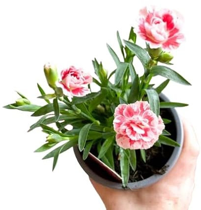 Planta de Clavel en Maceta - (Dianthus caryophyllus) Resistente y Hermosa, Ideal para Decoración de Jardines y Espacios Interiores