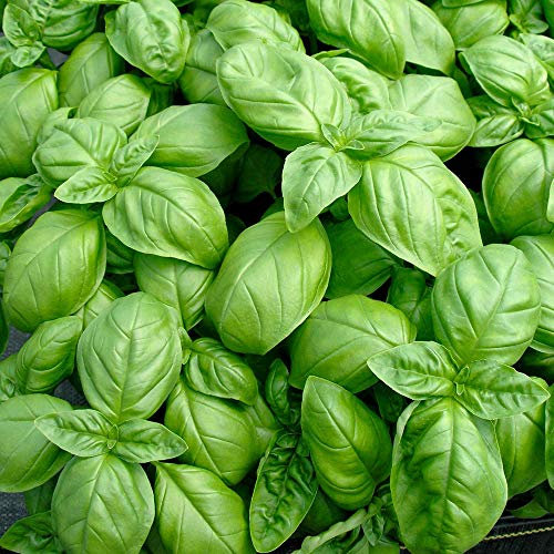 Suttons Seeds - Herb Seed - Basil Sweet Average Packet Content 500 Seeds. Grow Your own Herbs