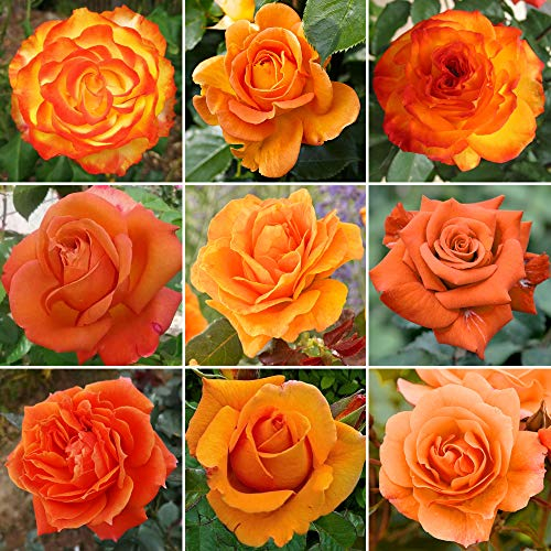 Wunderschöne Orange Topfrose | Premium Gartenrosen mit farbenfrohen Sommerblumen