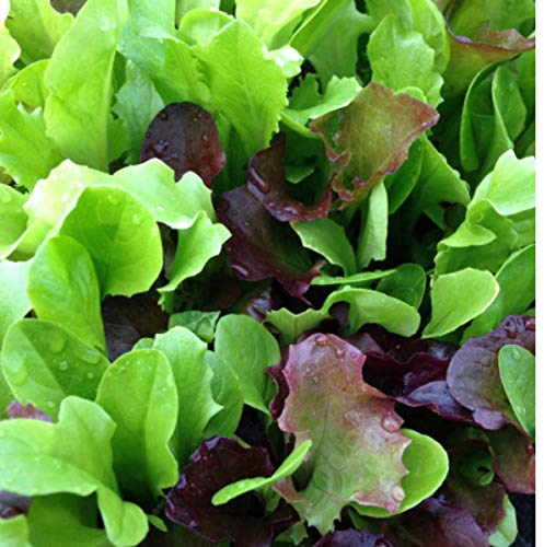 Lettuce Mixed Lettuce Seeds - Cut & Come Again Salad Leaf - 500 Seeds