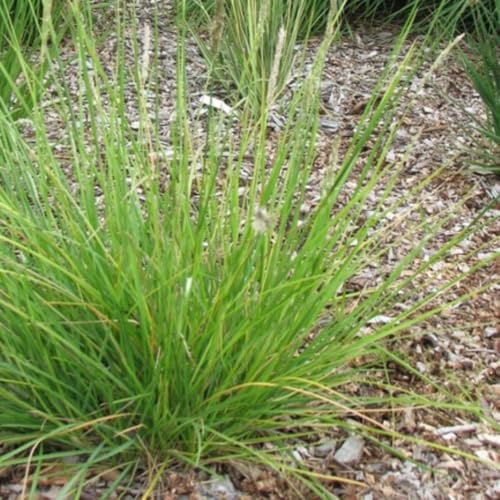 Sesleria autumnalis – 24 plantas – Diámetro 9 cm – Altura 10 – 25 cm – Hierba ornamental resistente al invierno – Color marrón dorado – Cuidado fácil para arriates, rocas y jardín natural