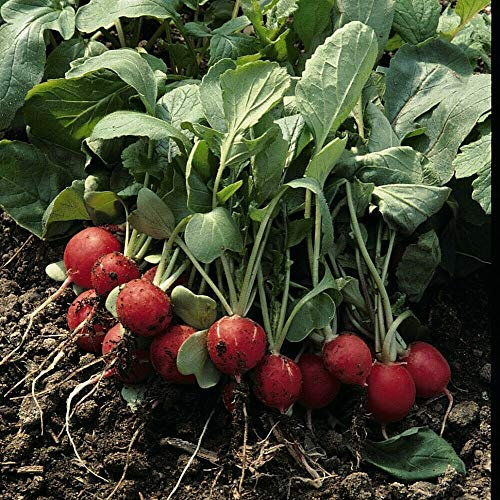 Radish 'Scarlet Globe' Hardy Annual Vegetable Garden Plants Easy to Grow Your Own 1 Packet of 750 Seeds by Thompson and Morgan