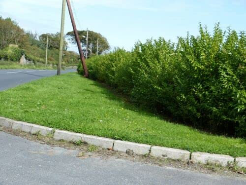 100 x Green Privet / Ligustrum Ovalfolium 30-50cm Tall in 9cm Pot