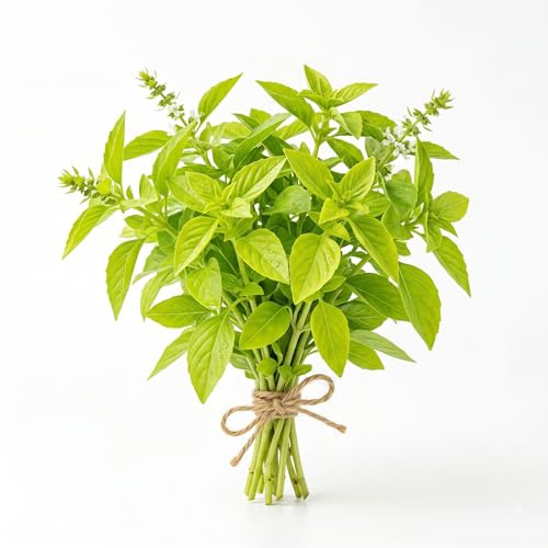 Semi di Basilico al Limone | Alta Germinazione | Basilico Aromatico Profumato per Cucina Gourmet | Pianta Facile da Coltivare in Vaso e Giardino | Semi Naturali Non OGM