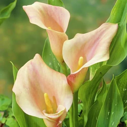 Calla Lily Bulbs-Calla Lily Bulbs for Planting Now UK,Wedding Flowers,Garden Flowers,Hardy Perennial,Plant Bulbs-2bulbs-b