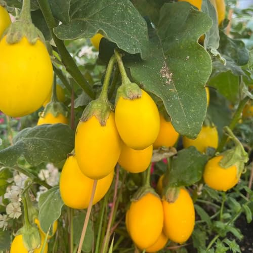 semi di melanzane biologiche resistenti per il giardino melanzana da giardino perenni di invernali biologici resistenti 250pcs