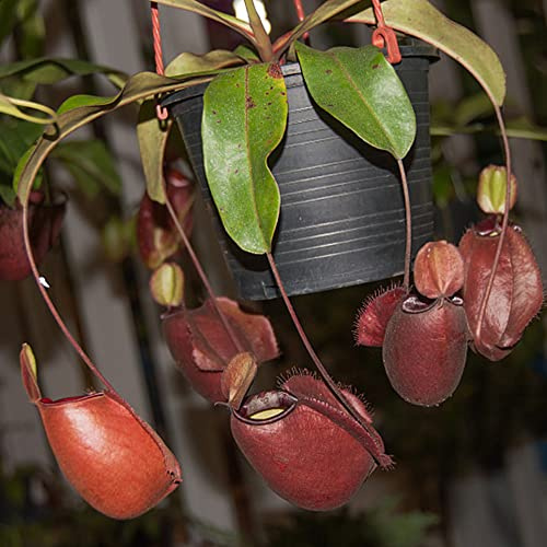 carnivora Nepenthes resistenti per giardini rocciosi Carnivoro tappezzante perenne e resistente da interno in rialzata resistenti in vaso rare 300semi