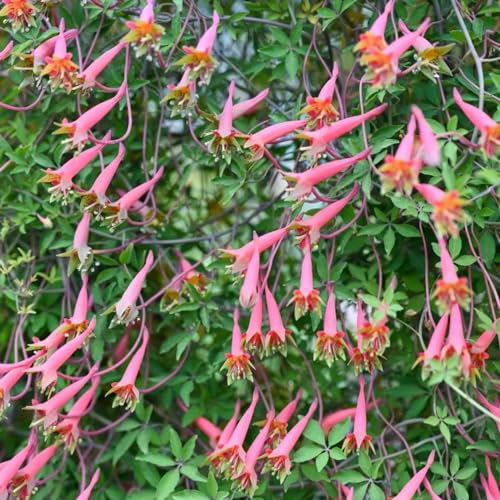 120 Pcs Kapuzinerkresse Samen Rankend Mehrjährig - Tropaeolum Majus - Kletterpflanzen Winterhart, Bio Saatgut Kletterpflanzen Kapuzinerkresse Samen, Blumendeko, Pflanzen Für Sonnige