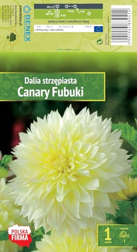 AGRONOM | DALIAS - CANARY FUBUKI | Bulbos de flores perennes | Flores amarillas | Cultivadas en jardines de flores, macetas y céspedes floridos | 1 bulbo