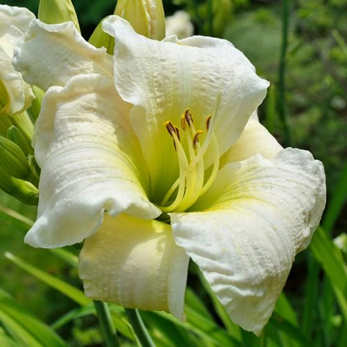 Hemerocallis Gentle Shepherd - Lirio de día crema resistente