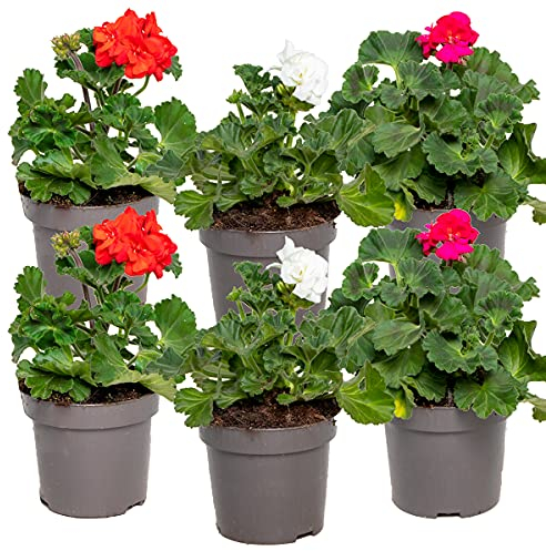 6x Pelargonium Mix Aufrecht – Geranie – Einjährig – Duftend – ⌀10,5 cm – 15-20 cm