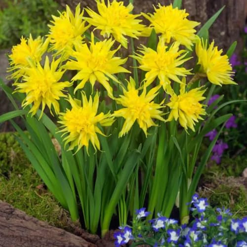 IFLO® Rip van Winkle Narzissen-Zwiebeln Bio – Gefüllte Gelbe Blüten, Winterharte Blumenzwiebeln für Garten & Balkon – Pflegeleicht, Nachhaltig, Frühjahrsblüher (100)