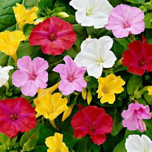 Semi di miracolosi,da giardino,decorazione soggiorno decorazione da giardino,molto adatta alle e agli insetti semi e di,coltivazione,facili piantare 200pcs