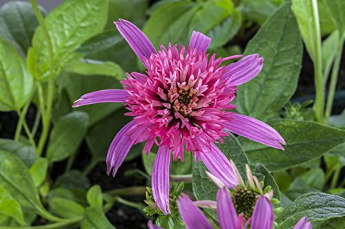 Echinacea purpurea 'Pink Double Delight' ca. 11x11 cm Topf - Purpur-Sonnenhut, rosa gefüllte Blüten, Blütezeit Juli-September, bienenfreundlich, pflegeleicht
