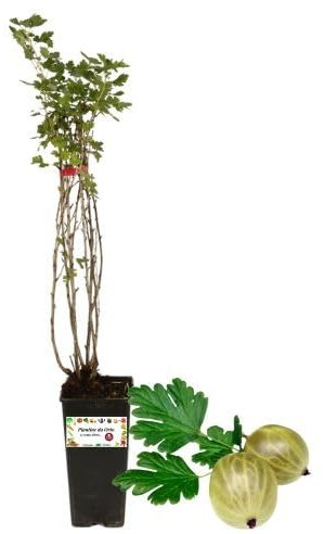 P. Piantine da Orto | UVA Spina Bianca, Vaso da 2L, Pianta Pronta per Il Trapianto, Pianta Vera da Orto, da Balcone e da Esterno, Vivaio Italiano