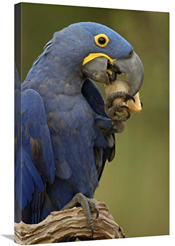 20 x 30 in. Hyacinth Macaw in Cerrado Habitat Eating Piassava Palm Nuts, Brazil Art Print - Pete Oxford
