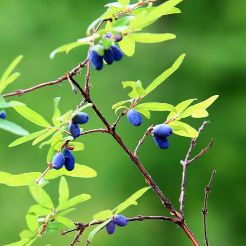 semillas de - fruta en espaldera árboles frutales columnares semillas de frutas techo verde semillas de maceta plantas en macetas fruta columnar árboles frutales jardín interior 100pcs