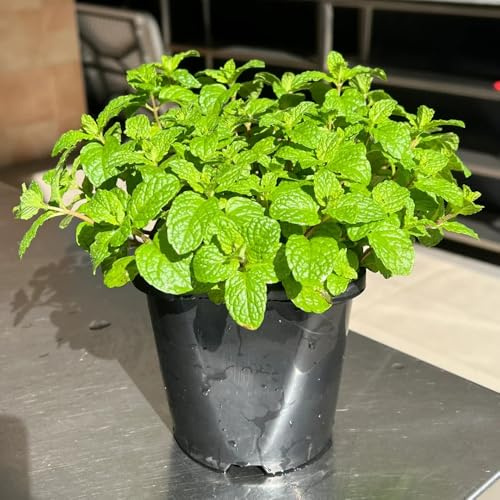 Semi di menta piperita semi di giardino resistenti vecchie varietà coltivazione giardino verdi menta 1200pcs