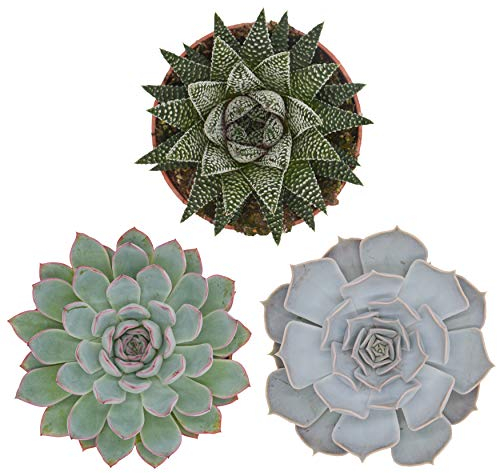 PASIORA Sukkulenten Mix im 10,5cm Topf, Verschiedene mittelgroße Pflanzen, Geschenkset (3 Stück), Bunte Mischung