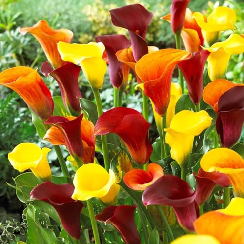 Bulbi di ZANTEDESCHIA (CALLA) | Bulbi provenienti dai migliori produttori Olandesi | Esclusiva selezione e controllo qualità | Fioritura garantita. (3 Zantedeschia SUNSET MIX)