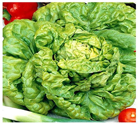 PREMIER SEEDS DIRECT - Lettuce - All Year Round - 5 Grams Finest Seeds