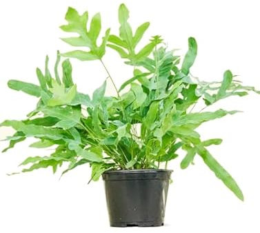 Helecho Estrella Azul Natural Planta Premium de Interior