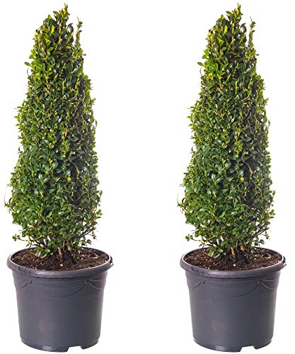 Buchsbaum-Pyramiden - Buxus-Sträucher | 2er-Pack | Immergrüne Topfpflanze 40-50cm