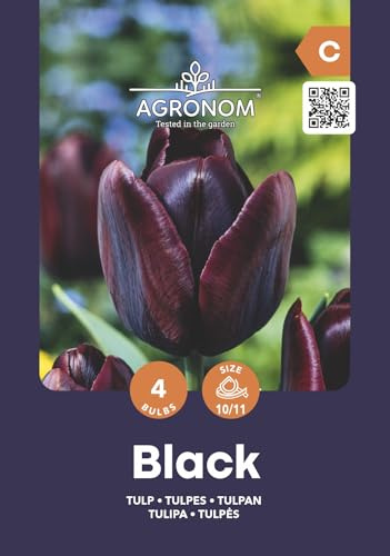 AGRONOM | TULIPANI - BLACK | Bulbi Tulipani | Bulbi fiori perenni | Fiori Nero | Sono piantati in giardini fioriti, in prati fioriti | I meravigliosi fiori | Confezione da 4 Bulbi fiori