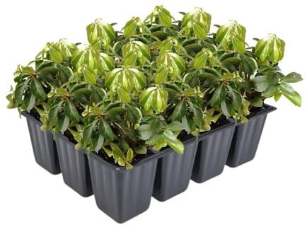 couvre-sol, pachysandra terminalis, gros mâle, persistant, résistant à l'hiver, facile d'entretien, plante ombragée, couvre-sol, croissance dense