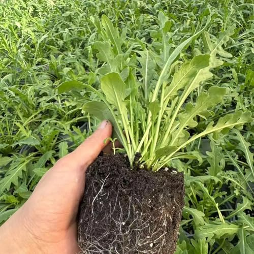 semi di rucola resistente - biologici per appartamento, giardino di vecchie varietà da balcone 100pcs