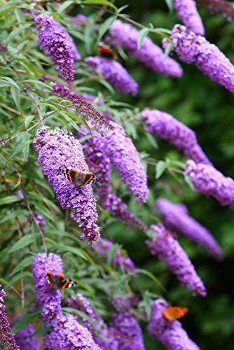 Grow Your Secret Garden Fragrant Butterfly Bush 'Buddleia Davidii' 50 Seeds