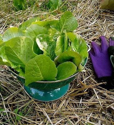 GRAINES DE LAITUE ROMAINE PARIS INSEL: PAQUET DE 100 GRAINES