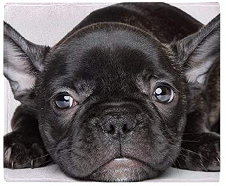 YISUMEI Decke 150x200 cm Kuscheldecken Sanft Flanell Weich Fleecedecke Bettüberwurf Schwarze französische Bulldogge