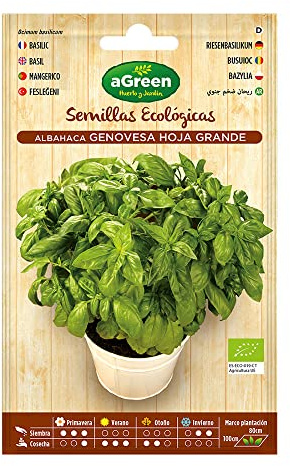 2 SOBRES DE SEMILLAS ECOLÓGICAS ALBAHACA GENOVESE HOJA GRANDE HA