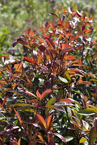 Photinia fraseri 'Red Robin' 60–100 cm – Winterhart & Immergrün & Pflegeleicht – Glanzmispel – Heckenpflanze für Garten & Sichtschutz