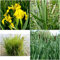PIANTE PALUSTRI DA FITODEPURAZIONE IN MIX - 3 PIANTE