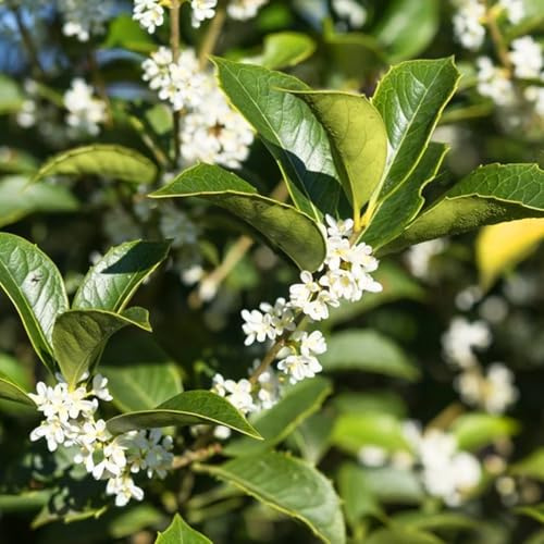 Osmanto Osmanthus aquifolium pianta da siepe sempreverde in vaso ø19 cm h 80/100 cm FOTO REALI Vivaio di Castelletto