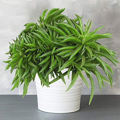 Colourful Peperomia Happy Bean | 15-25cm Potted Plant for Home or Office