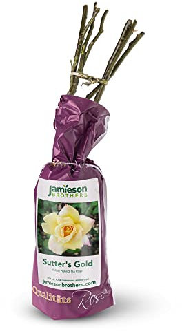Hybrid Tea Rose - Sutter's Gold, Bare rootball by Jamieson Brothers