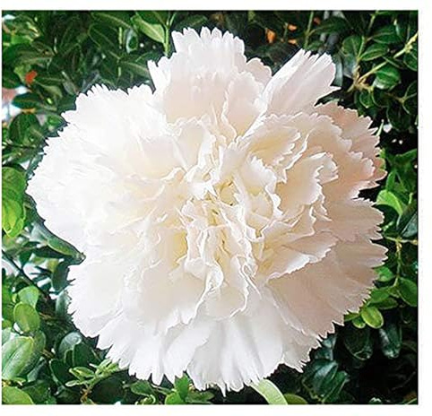 White Jeanne Dionis Carnation Seeds