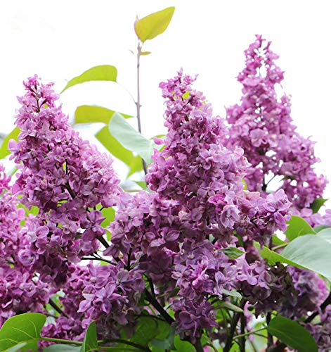 Edelflieder General Pershing 40-60cm - Syringa vulgaris