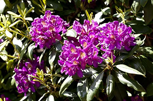 Rhododendron 'Marcel Menard' - Winterharte Gartenpflanze, Blühende Hybride, 50-60cm, Lila Blüten