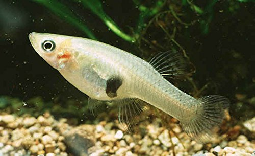 Aquarium Plants Discounts Live Mosquito Fish - Mosquito Larvae Pond Control