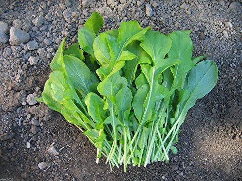 Rucola, Rauke, Roquette, Rucola, Rugula (1000 Seeds) Frischer Salat