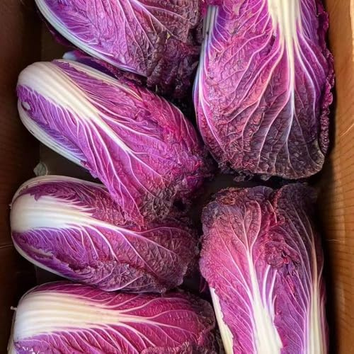 pak choi - semi da balcone semi bonsái giardino balcone resistenti letti elevati per giardino varietà 250pcs
