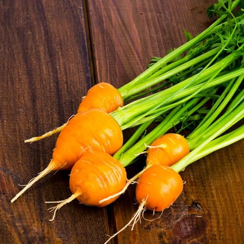 Eden Brothers Carrot Seeds - Thumbelina Non-GMO Seeds for Planting, 1 Ounce | Low-Maintenance Vegetable Seeds, Plant During Warm Season, Zones 2, 3, 4, 5, 6, 7, 8, 9, 10