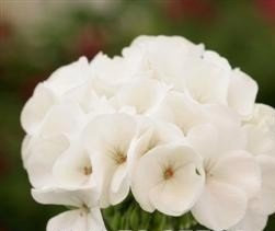 Just Seed - Flower - Geranium - Sprint White F2-50 Seed - Bulk