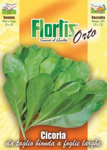 Cicoria Bionda Da Taglio Foglie Larghe