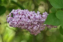 Grower's Solution Common Lilac Bush/Shrub - Bare Root Healthy Plant