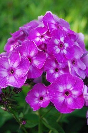 Laura Phlox Perennial - Purple Blooms - Live Plant - Quart Pot